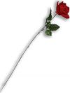 О 2059 Роза одиночная Красавица